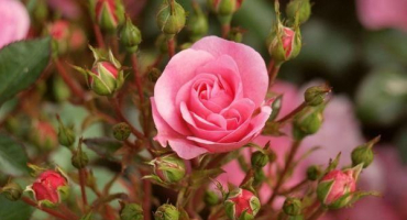 Kdy a jak nejlépe prořezávat růže na podzim, pravidla pro přípravu na zimu